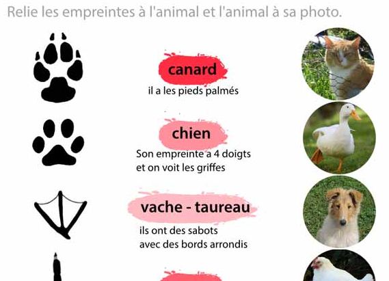 Empreintes des animaux domestiques